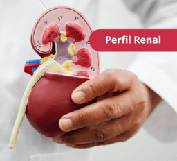 Perfil Renal